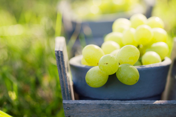 Fresh grapes in basket - 写真・画像