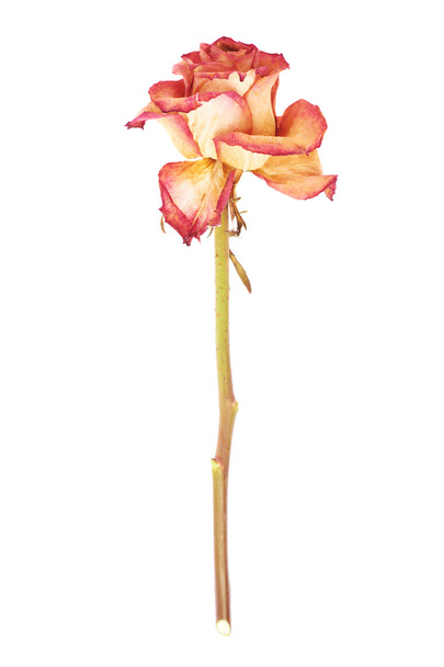 Dried pink rose over the white isolated background - Foto, imagen