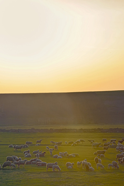 Поля з овець
 - Фото, зображення