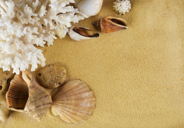 Seashells On The Sand - Zdjęcie, obraz