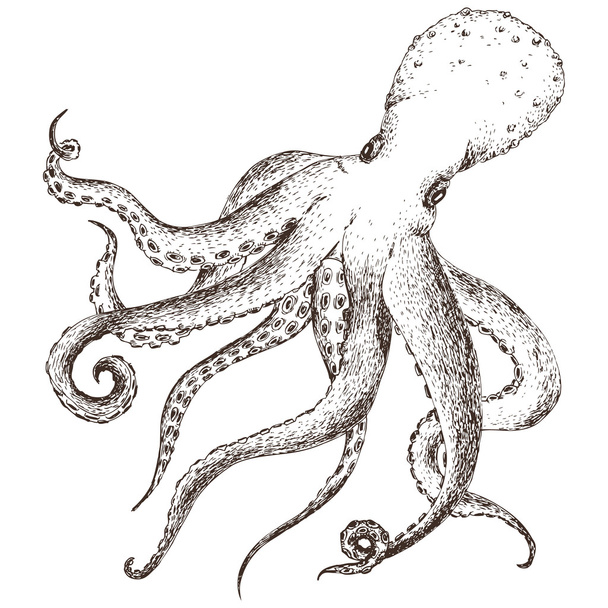 Vector sea life octopus - Vektori, kuva