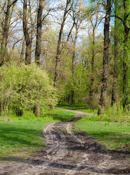 Path in spring green forest - Foto, imagen