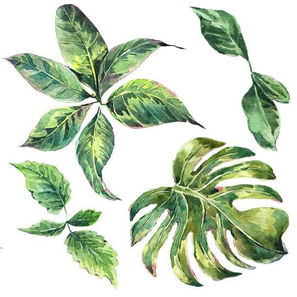 Set et of exotic watercolor green tropical leaves - Foto, afbeelding