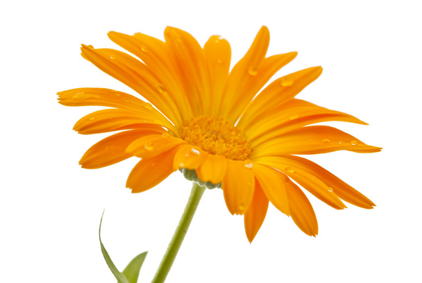 Flor de calêndula com gotas de orvalho isolado
 - Foto, Imagem