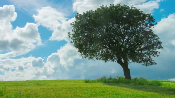 Time-lapse van groene boom groeien in veld onder bewolkte hemel. Weerbericht - Video