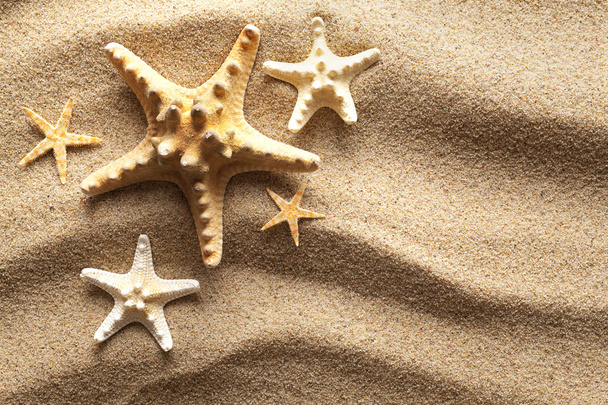Starfishes on the beach - 写真・画像