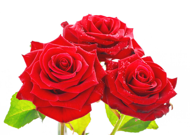 Rosas rojas vibrantes de cerca
. - Foto, Imagen
