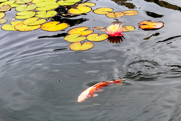 Bloei water lily in een vijver - Foto, afbeelding