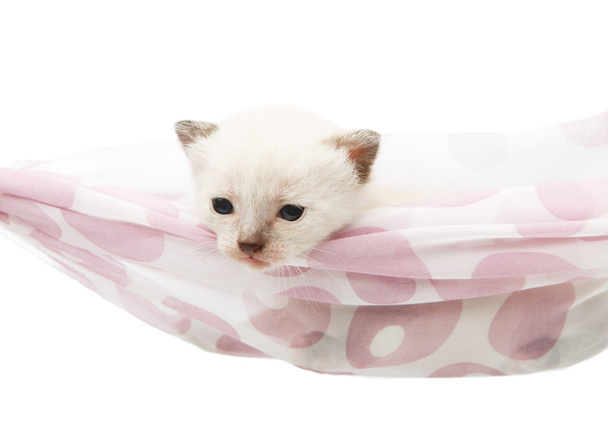 Cute white kitten in a hammock isolated - Zdjęcie, obraz