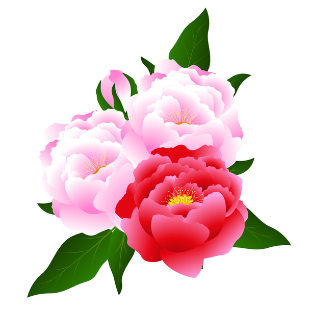  Bouquet of peonies on a white background. - Vector, Image