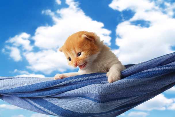 Cute red orange kitten in hammock at blue sky - Φωτογραφία, εικόνα