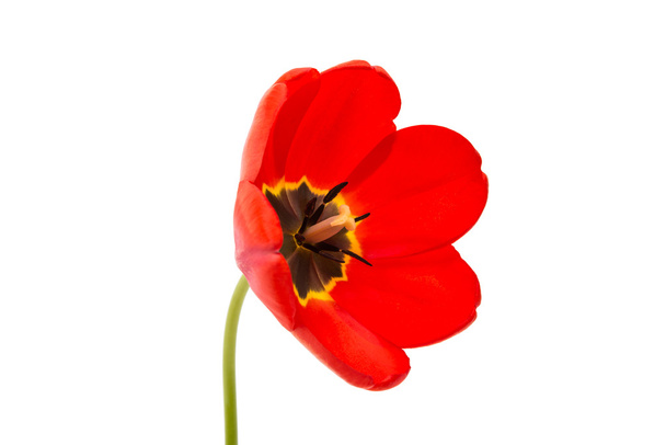 czerwony tulipan na białym tle  - Zdjęcie, obraz