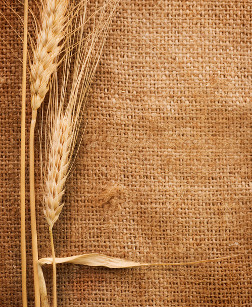 Wheat - Φωτογραφία, εικόνα