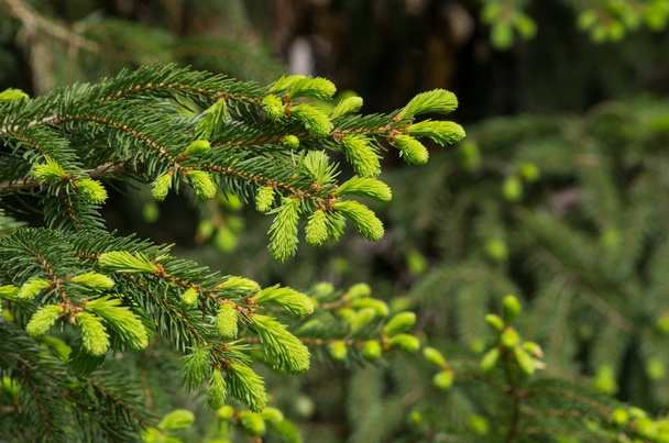 Spruce branch with fresh sprouts - Фото, зображення