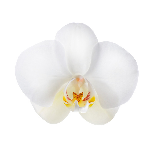 White Orchid Over White - Photo, Image