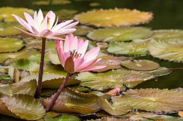 Water lily on the island Tenerife - Photo, Image