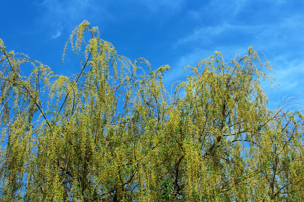 Mooie jonge groene wilg boom laat in het vroege voorjaar - Foto, afbeelding