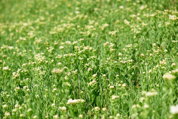 primavera flores silvestres vista cercana, prado verde brillante, hermoso paisaje
 - Foto, imagen