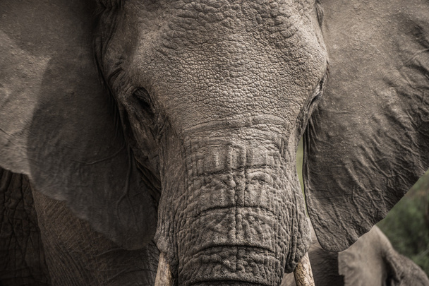Afrikai elefánt fej - Fotó, kép
