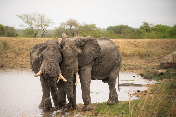 dos elefantes de pie en el agua
 - Foto, Imagen