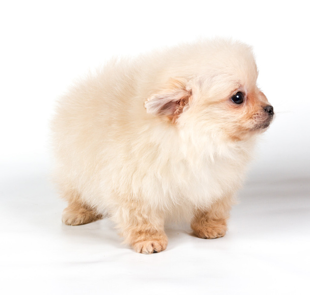 Pomeranian Spitz štěně na bílém pozadí - Fotografie, Obrázek
