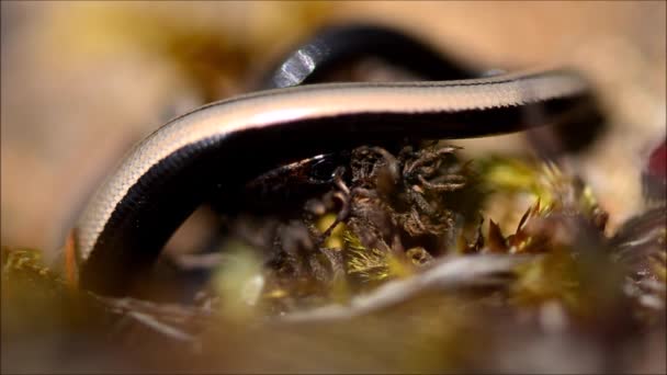 Lassú féreg (Anguis fragilis) bemelegítés és a mozgó - Felvétel, videó