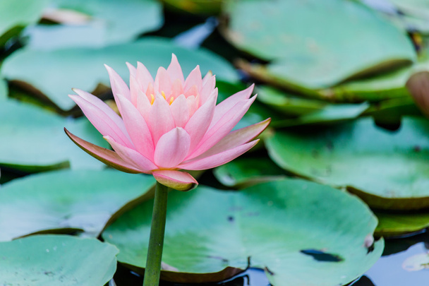 Rosafarbener Lotus im Teich - Foto, Bild