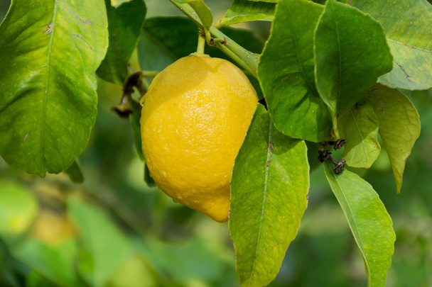 Limões maduros frescos pendurados numa árvore
 - Foto, Imagem
