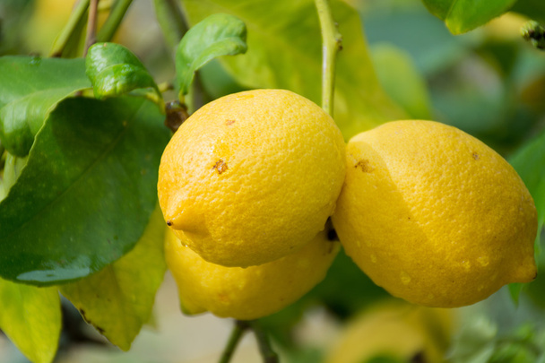 Свіжі стиглі лимони, що звисають на дереві
 - Фото, зображення