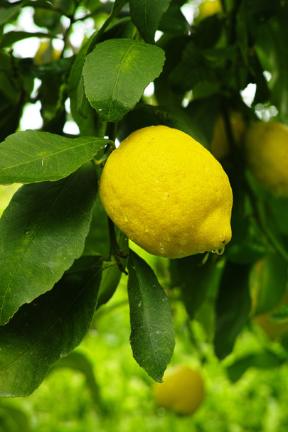 Limões maduros frescos pendurados numa árvore
 - Foto, Imagem