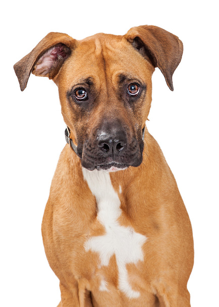 Великий Crossbreed собака
  - Фото, зображення