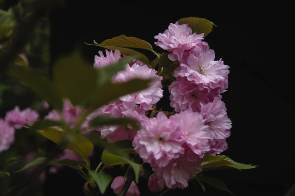 Beautiful blooming sakura flowers in garden - Photo, Image