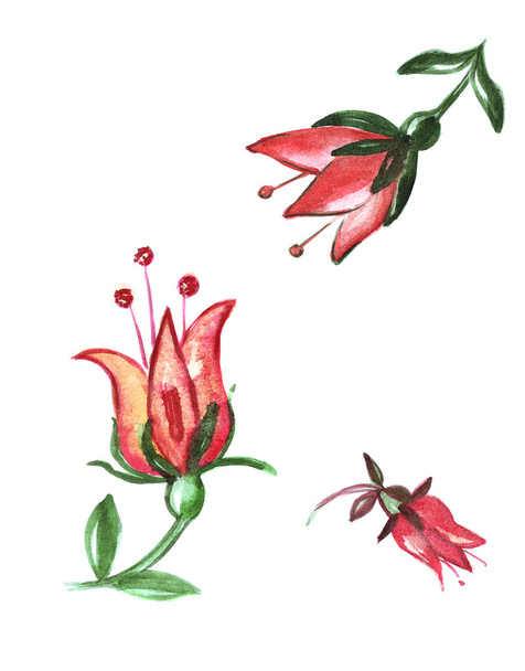 Εικονογράφηση peony λουλούδια με στελέχη και φύλλα - Φωτογραφία, εικόνα