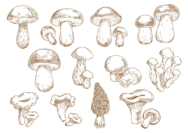 Jedlé houby náčrt ikon - Vektor, obrázek