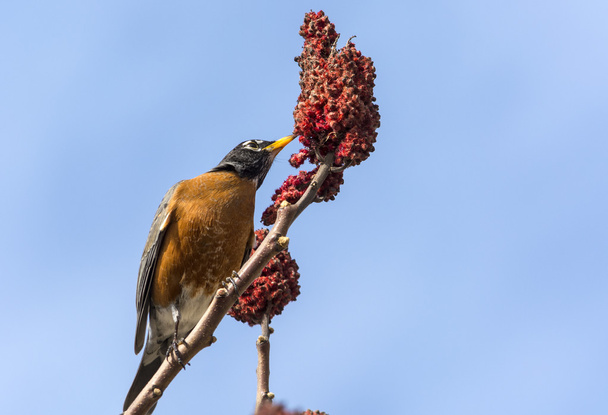 american Robin on a sumac staghorn 2 - Photo, Image