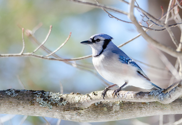 Blue Jay (Cyanocitta cristata) in early springtime, perched on a branch, observing and surveying his domain. - Photo, Image