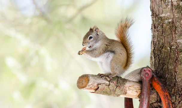 Ładny wiewiórka czerwona, szybkie maleństwo leśnych, siedząc na gałęzi pnia, jeść orzeszki ziemne. - Zdjęcie, obraz