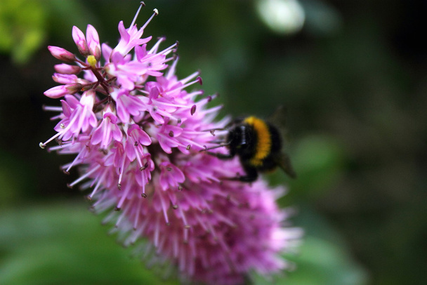 Bumblebee feeding on a Hebe Flower - Photo, Image