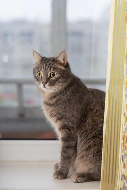 Gato sentado junto a la ventana
 - Foto, imagen