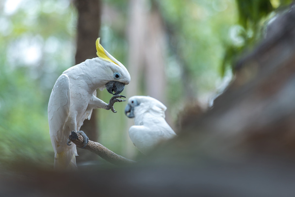Όμορφο λευκό είδος ψιττακού, θείου-κορωνίδα Cockatoo (κρεβάτι gale - Φωτογραφία, εικόνα