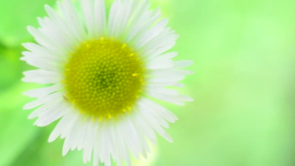 einzelne Kamille - frische Gänseblümchen-Blume auf hellgrünem Hintergrund - Filmmaterial, Video