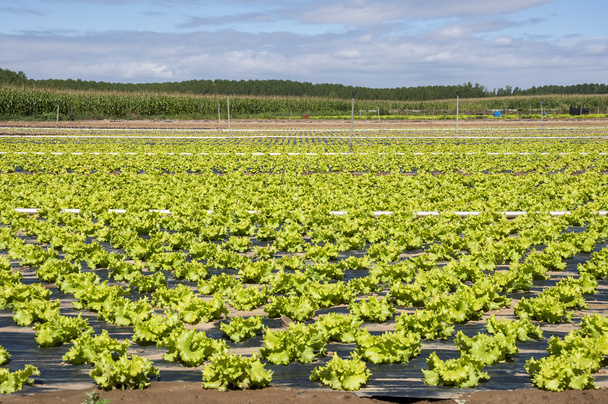 Lettuce field in the plain of the River Esla - Photo, Image