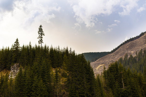 Αποψίλωση των δασών στη Ρουμανία, με καταχρηστικό τρόπο, μειώνοντας το σύνολο  - Φωτογραφία, εικόνα