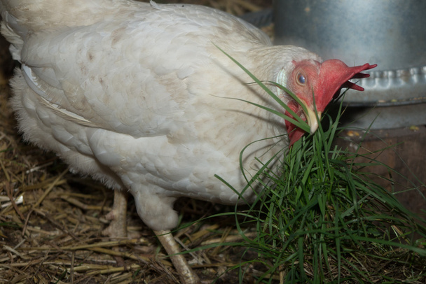 Домашние куры едят зерно и траву на ферме
 - Фото, изображение