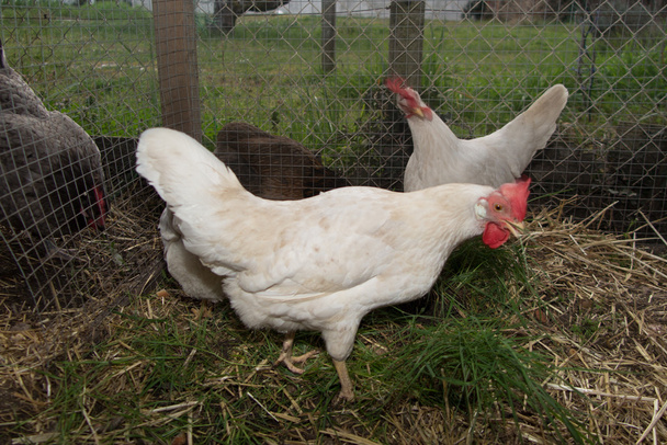 As galinhas brancas felizes que estão perto da porta do galinheiro
 - Foto, Imagem
