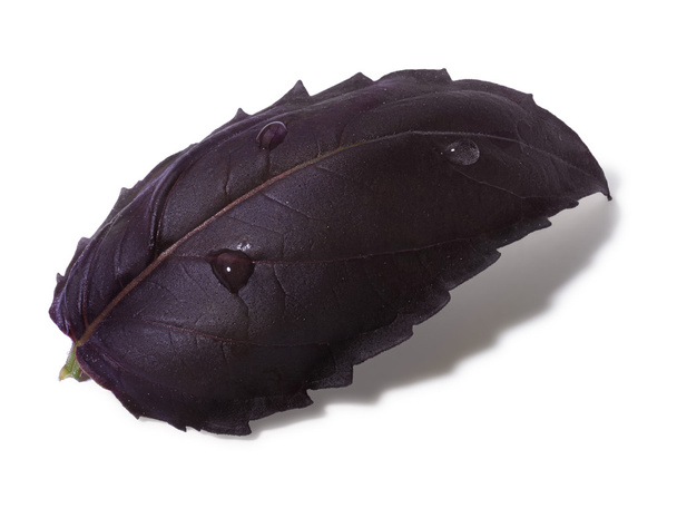 Hoja de albahaca púrpura con pocas gotitas
 - Foto, imagen