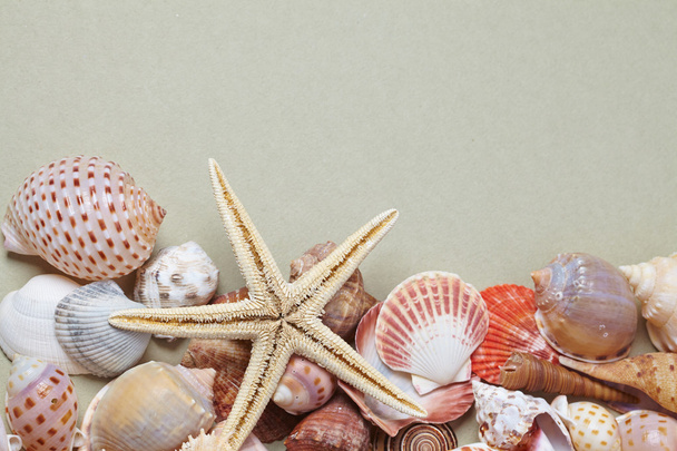 starfish and sea shells - Foto, Imagem
