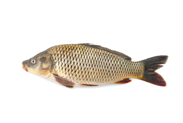 Karpfen Fluss lebende Fische auf weißem Hintergrund. - Foto, Bild
