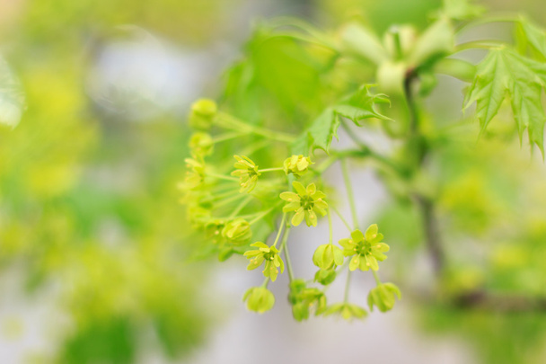 Цветущие зеленые цветы на ветке дерева
 - Фото, изображение