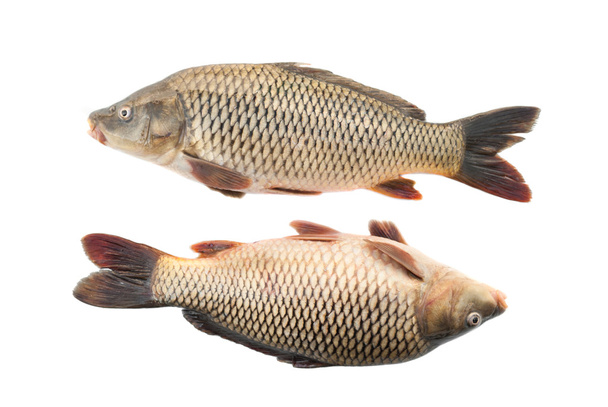 Two river carp on a white background. - Foto, afbeelding